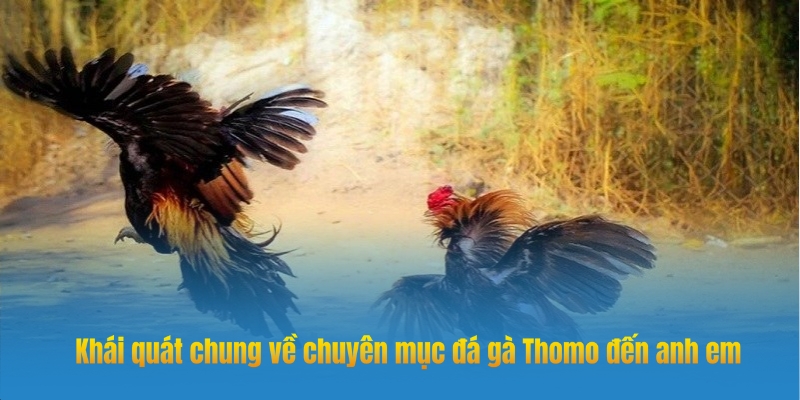 Đá gà Thomo